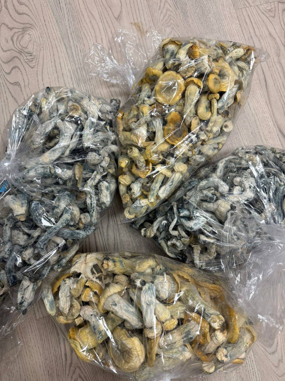 grow kit mushroom magic