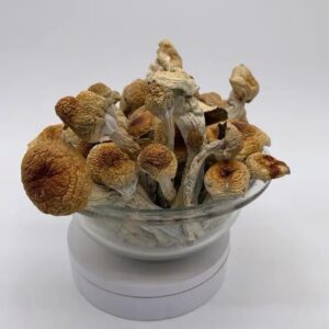 Purchase psychedelic mushrooms