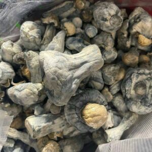 How long do psychedelic mushrooms stay in your system