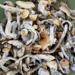 Psilocybin mushrooms